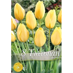 Тюльпан Биг Смайл