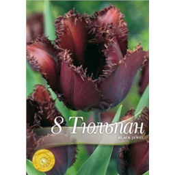 Тюльпан Блэк Джевел