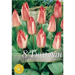 Тюльпан Царь Пётр