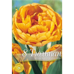 Тюльпан дабл Бьюти Апельдорн