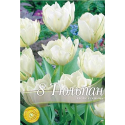 Тюльпан Экзотик Пурисима