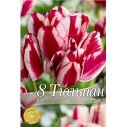 Тюльпан Флэйминг клаб