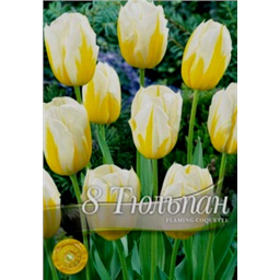 Тюльпан Флейминг Кокетт