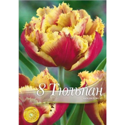 Тюльпан Голден Дуст