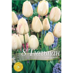 Тюльпан Ивори Флородэйл