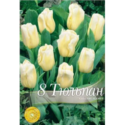 Тюльпан Калгари фллэйм