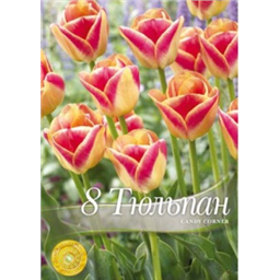 Тюльпан Канди Корнер