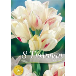 Тюльпан Кэнди Клаб