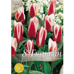 Тюльпан Херст Делинг