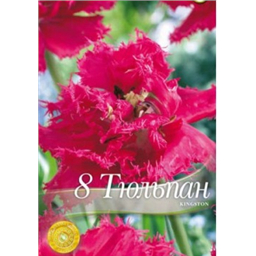 Тюльпан Кингстон