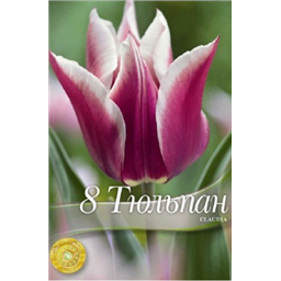 Тюльпан Клаудия