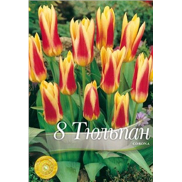 Тюльпан Корона