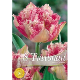 Тюльпан Кул Кристал