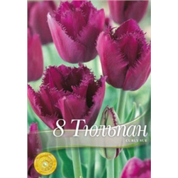 Тюльпан Курле Сью