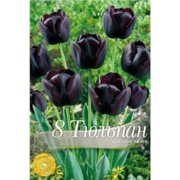 Тюльпан Квин оф Найт