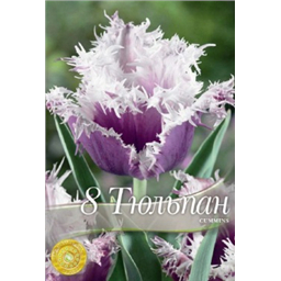 Тюльпан Кьюмингс