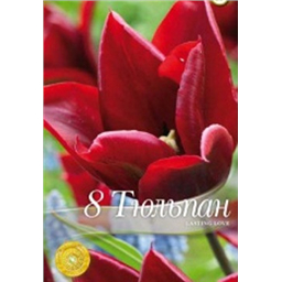 Тюльпан Ластинг Лав