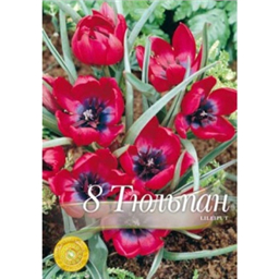 Тюльпан Лилипут