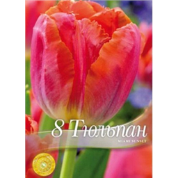 Тюльпан Майами Сансет