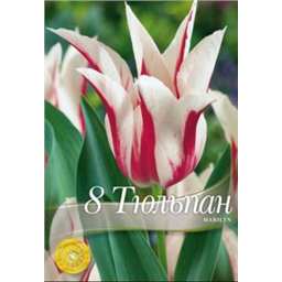 Тюльпан Марлин