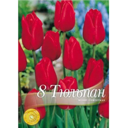 Тюльпан Мэрри Кристмас