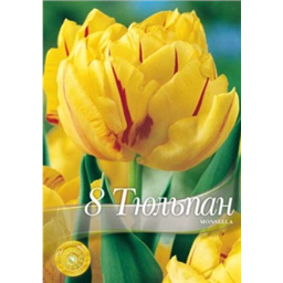 Тюльпан Монсела