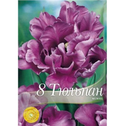 Тюльпан Мюрел