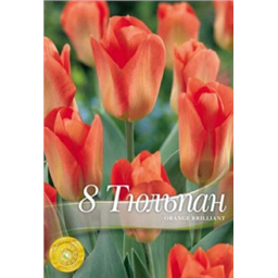 Тюльпан Оранж Бриллиант
