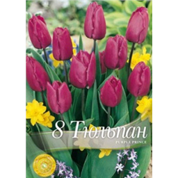 Тюльпан Парпл принц