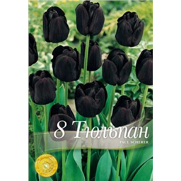 Тюльпан Паул Шерер