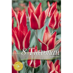 Тюльпан Пинокио