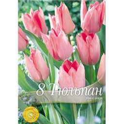 Тюльпан Поко Локо