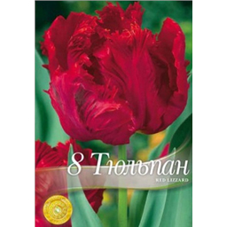 Тюльпан Ред Лизард