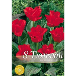 Тюльпан Ред Ридинг Худ