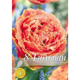 Тюльпан Сансайл Тач