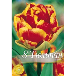 Тюльпан Силеста