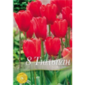 Тюльпан Скай Хай Скарлет