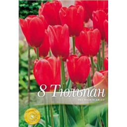 Тюльпан Скай Хай Скарлет