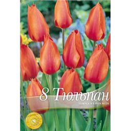 Тюльпан Темпл фаворит