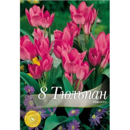 Тюльпан Торонто