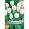 Тюльпан Вайт Дрим