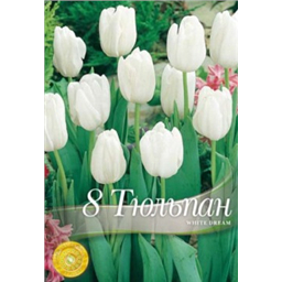 Тюльпан Вайт Дрим