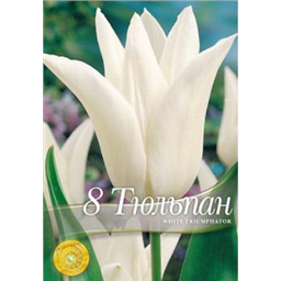 Тюльпан Вайт триумфатор