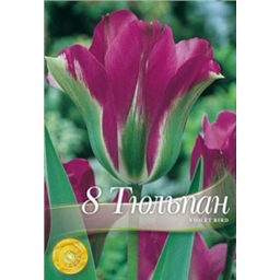 Тюльпан Виолет Берд
