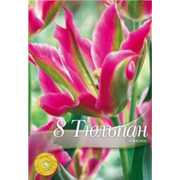 Тюльпан Виричик