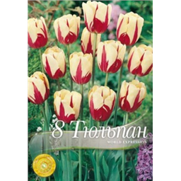 Тюльпан Волд Экспрешн