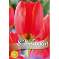 Тюльпан Ворлд Файре