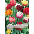 Тюльпаны  махровые смесь