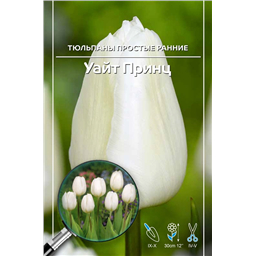 Тюльпан Простой Ранний Уайт Принц