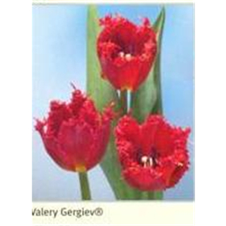 Валерий Гергиев